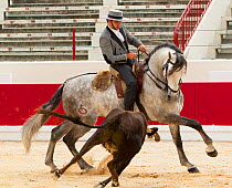 Lusitano horse, grey stallion and bull at mounted bullfight in which neither the bull nor horse is injured, Lisbon, Portugal, 2011, model released