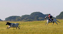 Lusitano horse, campino riding a grey stallion herding cattle, Portugal, May 2011