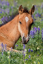 Wild horse / Mustang (Equus caballus) foal resting amongst wild flowers, Pryor mountains, Montana, USA