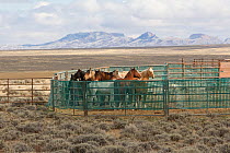 Wild horses / Mustangs rounded up in corral, Great Divide Basin, Wyoming, USA, October 2011