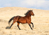 RF- Wild Mustang bay running. Great Divide Basin, Wyoming, USA. (This image may be licensed either as rights managed or royalty free.)