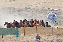 Wild horses / Mustangs, group herded into corral by helicopter, Great Divide Basin, Wyoming, USA, October 2011