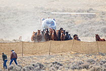 Wild horses / Mustangs, group herded into corral by helicopter, Great Divide Basin, Wyoming, USA, October 2011