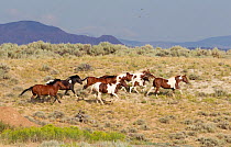 Wild horses / Mustangs, group running, McCullough Peaks Herd Area, northern Wyoming, USA