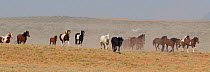 Wild horses / Mustangs, McCullough Peaks Herd Area, northern Wyoming, USA