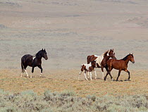 Wild horses / Mustangs, group with foal, running, McCullough Peaks Herd Area, northern Wyoming, USA