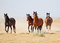 Wild horses / Mustangs, group running, McCullough Peaks Herd Area, northern Wyoming, USA