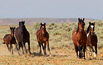 Wild horses / Mustangs, group running,  McCullough Peaks Herd Area, northern Wyoming, USA