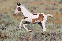 Wild horse / Mustang, pinto foal running, McCullough Peaks Herd Area, northern Wyoming, USA
