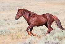 Wild horse / Mustang, chestnut running, McCullough Peaks Herd Area, northern Wyoming, USA
