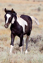 Wild horse / Mustang, pinto foal, McCullough Peaks Herd Area, northern Wyoming, USA