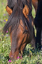 Wild horse / Mustang, close up of bay grazing, Pryor mountains, Montana, USA
