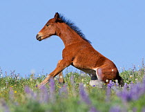 RF- Wild Mustang foal getting up from resting in wildflowers. Pryor mountains, Montana, USA. (This image may be licensed either as rights managed or royalty free.)