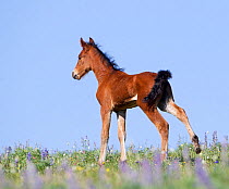 RF- Wild Mustang foal standing in wildflowers stretching. Pryor mountains, Montana, USA. (This image may be licensed either as rights managed or royalty free.)