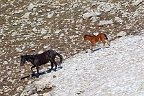 Wild horse / Mustang, mare and foal crossing patch of snow, Pryor mountains, Montana, USA, July