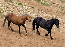 Wild horse / Mustang, two stallions interacting, one chasing the other away, Pryor mountains, Montana, USA