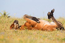 Wild horse / Mustang, foal rolling, Pryor mountains, Montana, USA, sequence 1/3