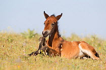 Wild horse / Mustang, foal getting up from rolling, Pryor mountains, Montana, USA, sequence 2/3