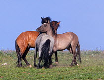 Wild horse / Mustang, three horses interacting in play, Pryor mountains, Montana, USA, July 2011