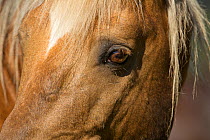 Wild horse / Mustang, close up of face, Pryor mountains, Montana, USA
