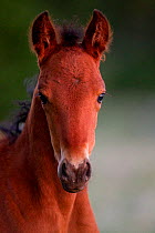 Wild horse / Mustang, foal, portrait, Pryor mountains, Montana, USA