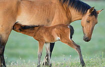 Wild horse / Mustang, foal suckling from mother, Pryor mountains, Montana, USA