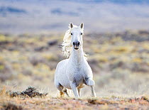 Wild horse / Mustang, grey stallion running, Adobe Town herd, Wyoming, USA