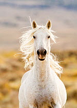 Wild horse / Mustang, grey stallion running, Adobe Town herd, Wyoming, USA