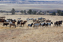 Wild horses / Mustangs, herd on the move, Wild Horse Sanctuary, South Dakota, USA, February 2012