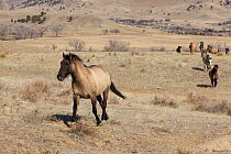Wild horses / Mustangs, herd on the move, Wild Horse Sanctuary, South Dakota, USA