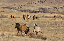 Wild horses / Mustangs, herd on the move, Wild Horse Sanctuary, South Dakota, USA