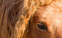 Wild horses / Mustangs, close up of mane tangled up with burrs and grass seeds, South Dakota, USA