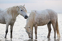 Two white horses of the Camargue, interacting at water, Camargue, Southern France