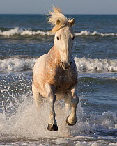 RF- White horse of the Camargue, running from sea. Camargue, Southern France (This image may be licensed either as rights managed or royalty free.)