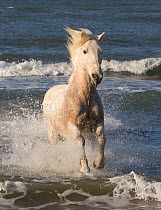 White horse of the Camargue, running from the sea, Camargue, Southern France