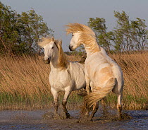 Two white horses of the Camargue, interacting on marshes, Camargue, Southern France