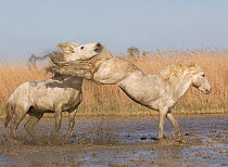 Two white horses of the Camargue, running through marshes, one kicking out at the other, Camargue, Southern France