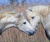 Two white horses of the Camargue, interacting, greeting head to head in marshes, Camargue, Southern France