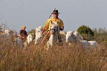Guardians rounding up the white horses of the Camargue, herd running through reeds and marsh, Camargue, Southern France, April 2011