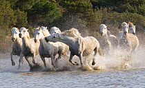 White horses of the Camargue, herd running through marshes, Camargue, Southern France