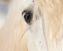 White horse of the Camargue, eye detail, Camargue, Southern France