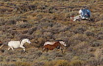 Mustangs / Wild Horses being herded by helicopter of the Bureau of Land Managment, Adobe Town, Wyoming, USA, October 2010