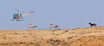 Mustangs / Wild Horses being herded by helicopter of the Bureau of Land Managment, Adobe Town, Wyoming, USA, October 2010