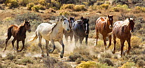 Mustangs / Wild Horses, herd running, Adobe Town, Wyoming, USA