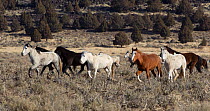 Mustangs / Wild Horses, herd running, Dreamcatcher Horse and Burro Sanctuary, California, USA