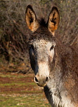 Burro (Equus asinus), Dreamcatcher Sanctuary, California, USA