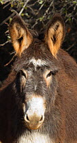 Burro (Equus asinus), Dreamcatcher Horse and Burro Sanctuary, California, USA