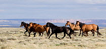 Wild horses / Mustangs, herd running, Great Divide Basin, Wyoming, USA