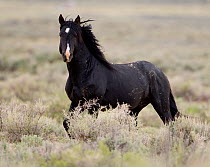 Wild horse / Mustang, black stallion running, Great Divide Basin, Wyoming, USA