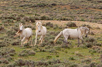 Wild horses / Mustangs, three gray horses, Adobe Town, Wyoming, USA